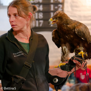 Steinadler3