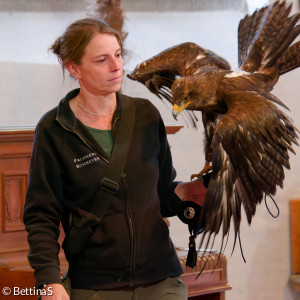 Steinadler2