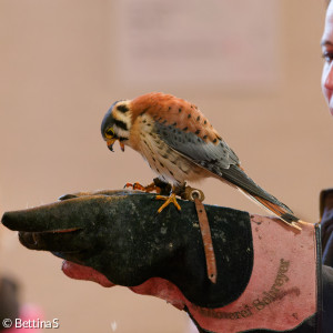 Turmfalke 