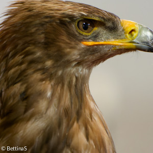 Steinadler