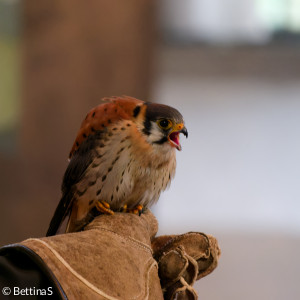 Turmfalke2